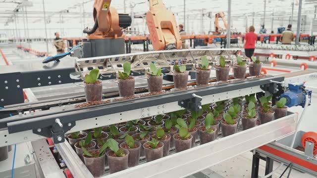 Открытие роботизированного комлекса по производству орхидеи на тепличном комбинате «Ярославский»